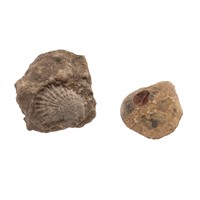 Full Catalogue Entry